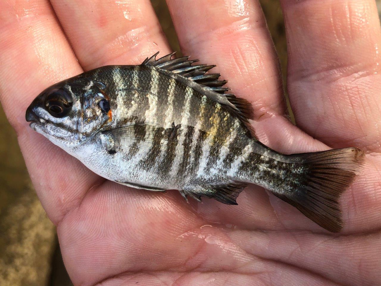 fishまとめ zebra-zebra-1.jpg?fit=1200,900