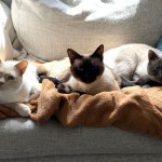 Cape Cat 1