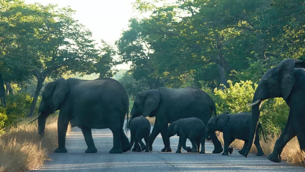 Zimbabwe’s dilemma over deadly elephant attacks