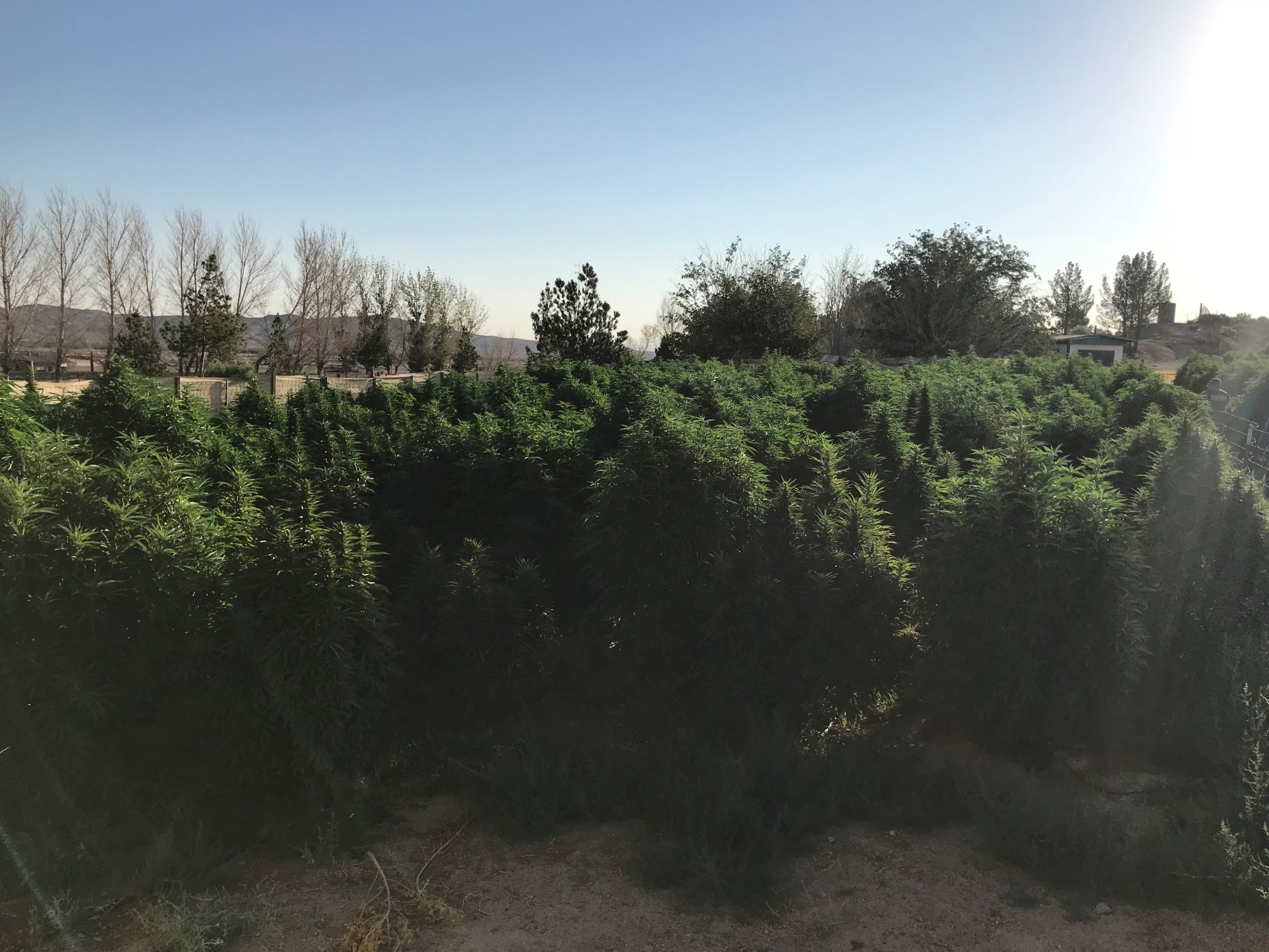Six Helendale Residents Arrested for Operating Outdoor Marijuana Cultivations