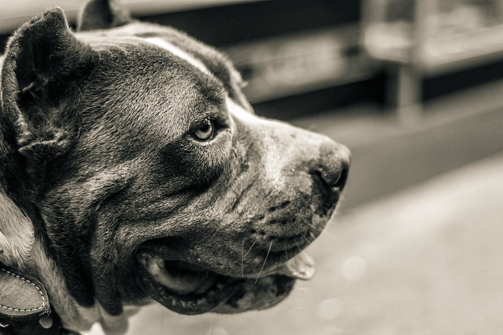 Hesperia Man Badly Injured After His Two Pit Bull Dogs Attack Him