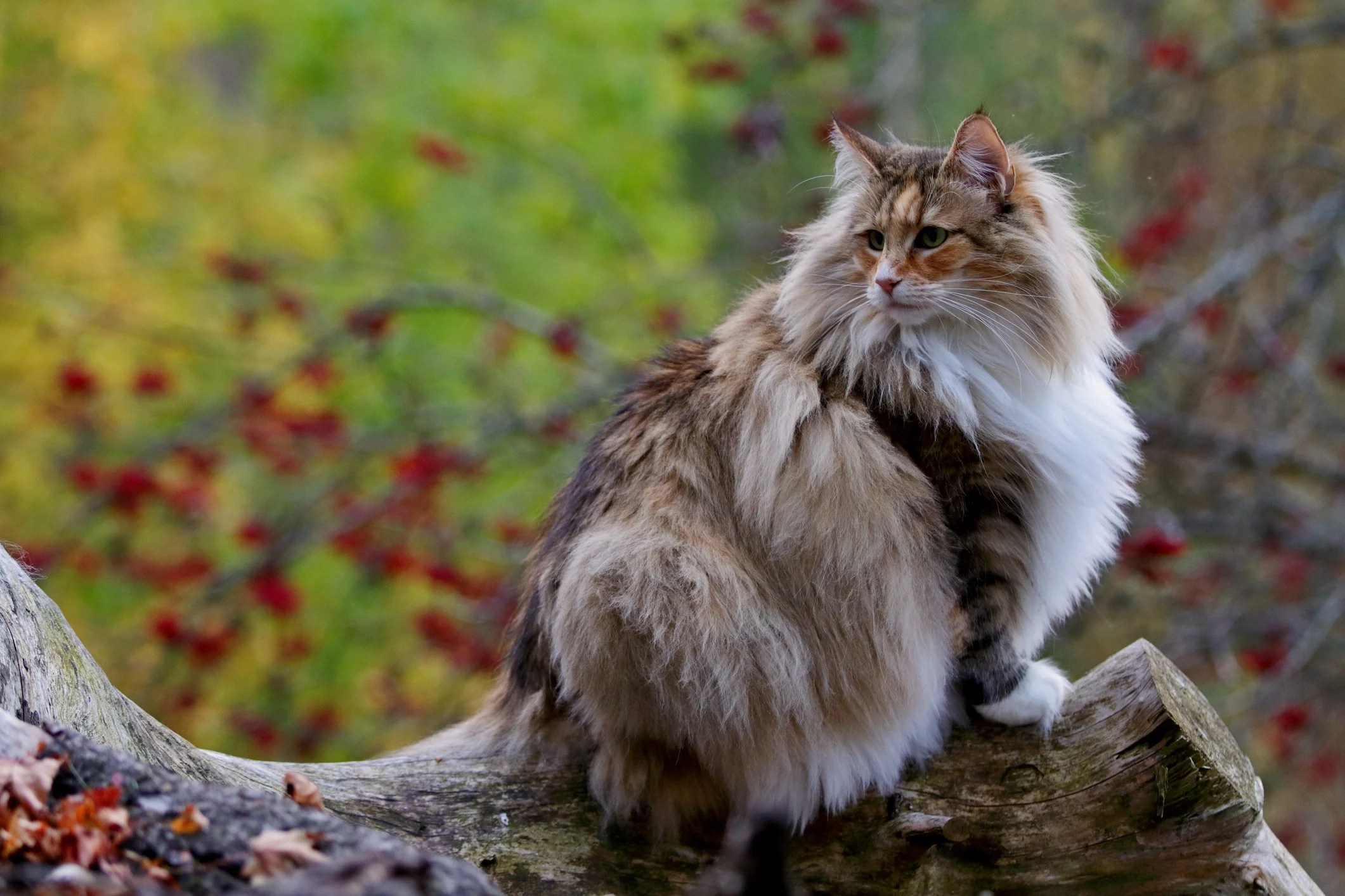 Longest and shortest living cat breeds