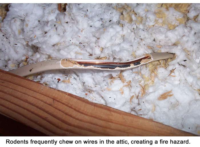 The best method for eradicating mice from the ceiling is to use snap traps. Rodents In The Attic - They Poop and Chew On Wires