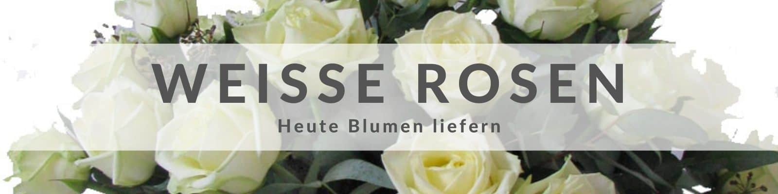 Weiße rosen bestellen, preisvergleich 8 sträuße (ab €18)