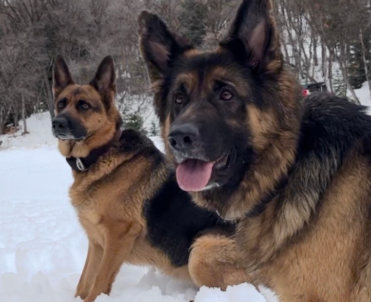 German_Shepherd