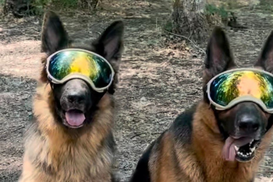 2 German Shepherds
