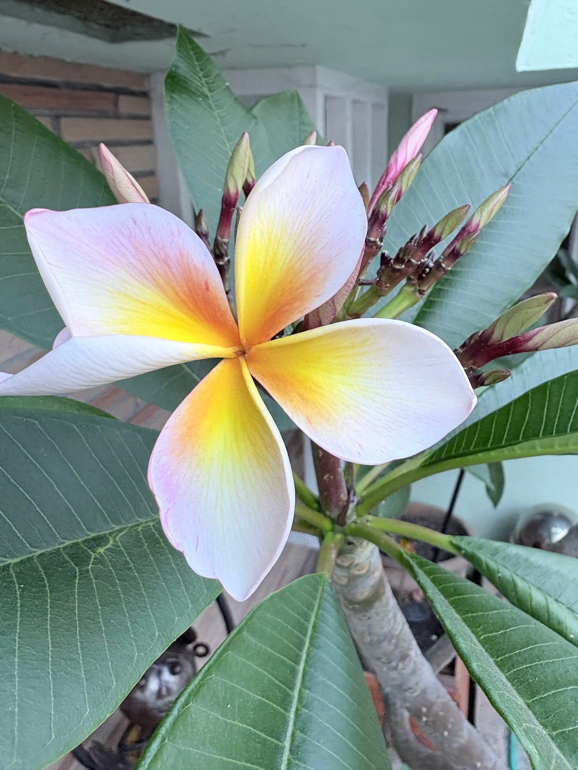 Creativity in Bloom