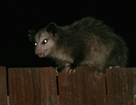 Opossum