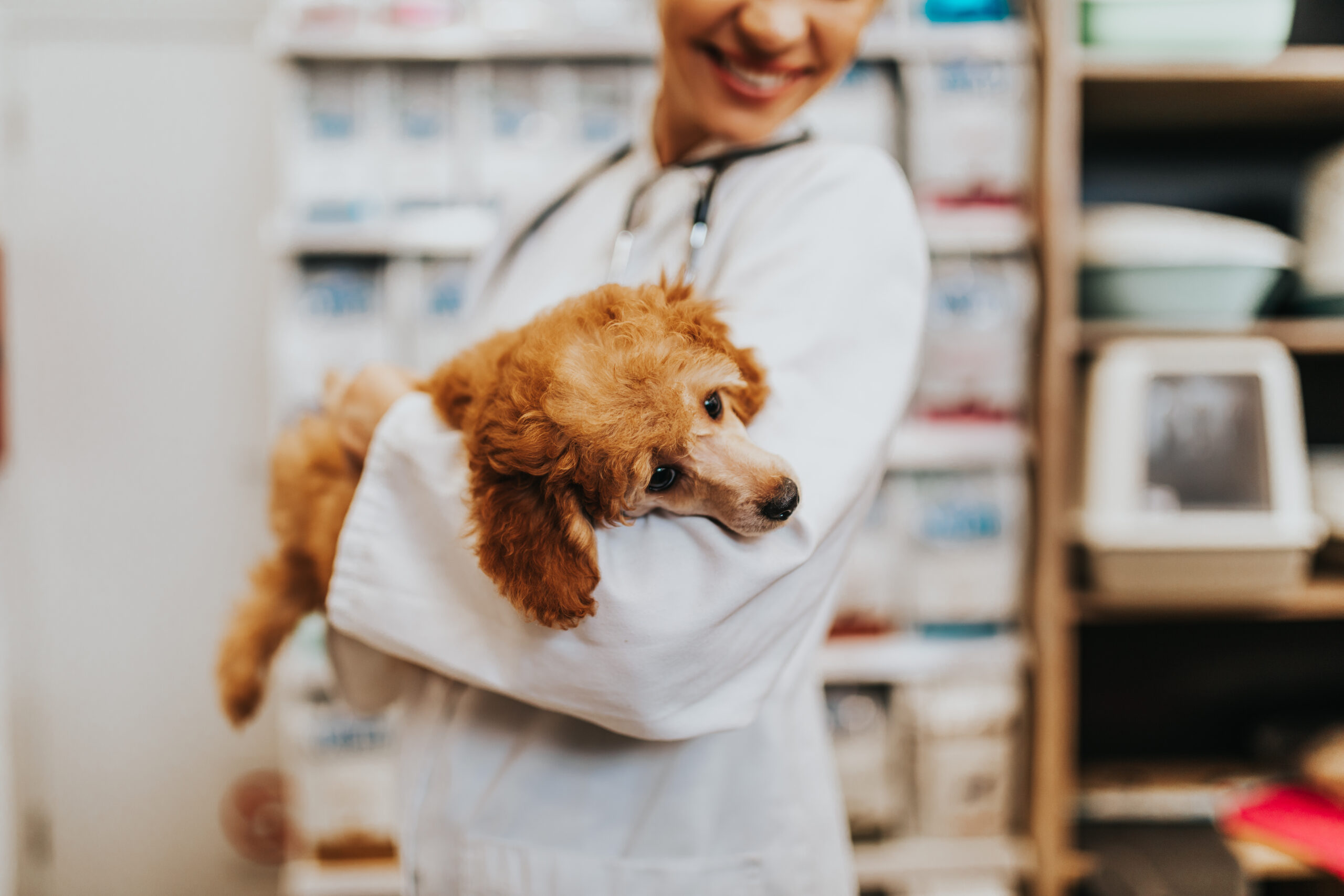 Pet Therapy In Hospice