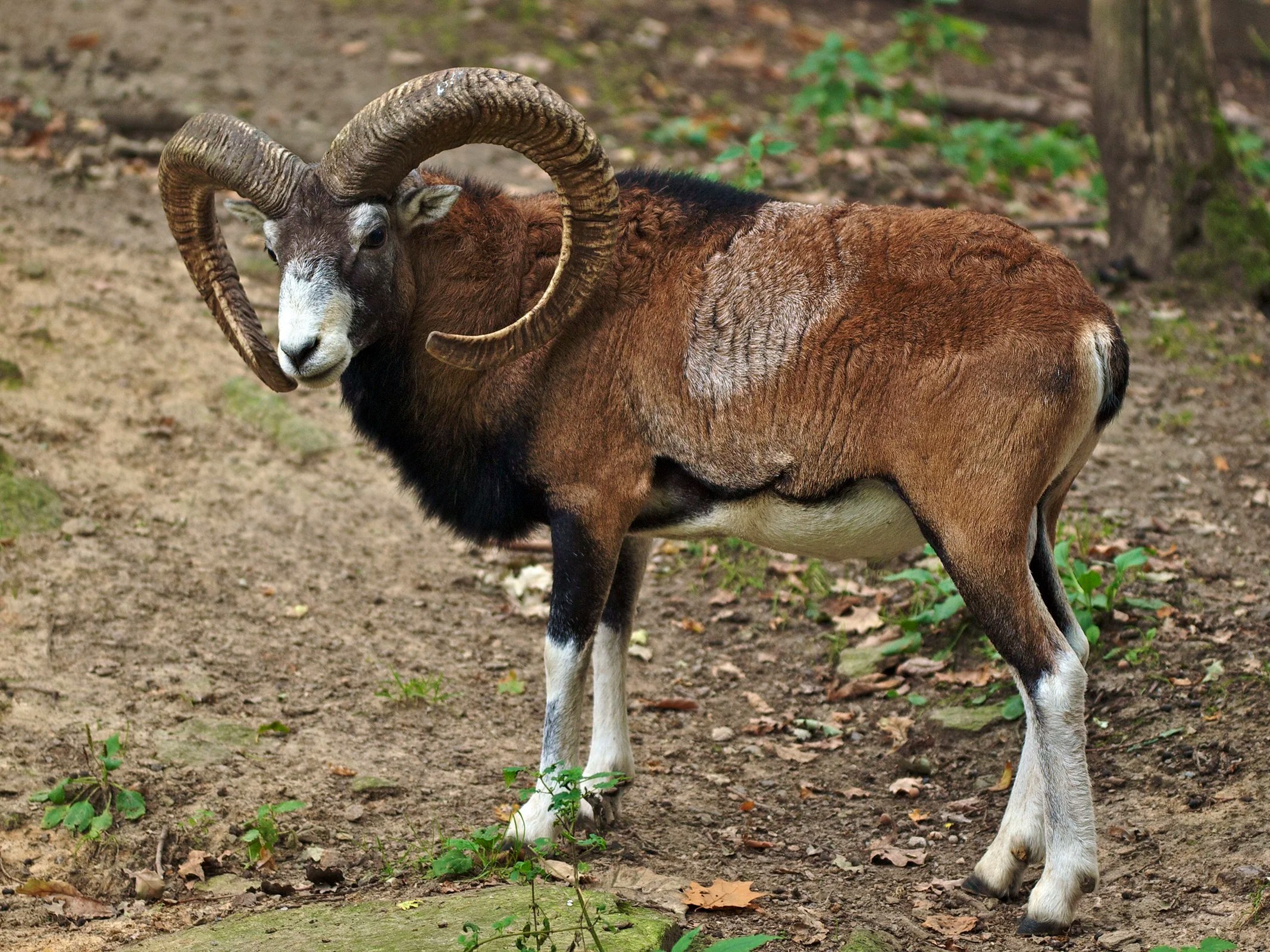 Corsican