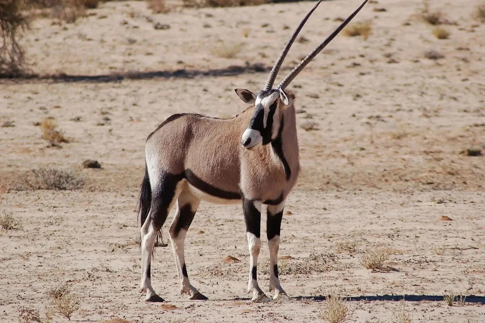 Gemsbok