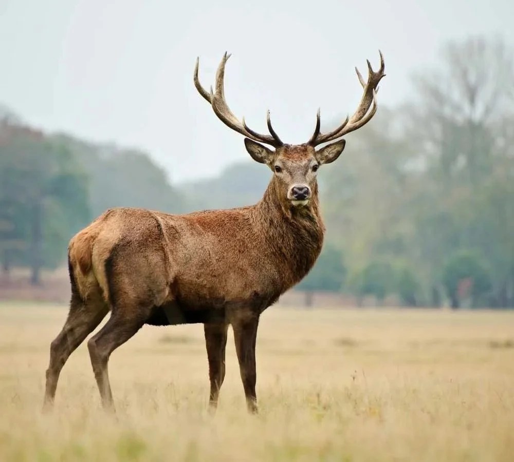 Red Stag