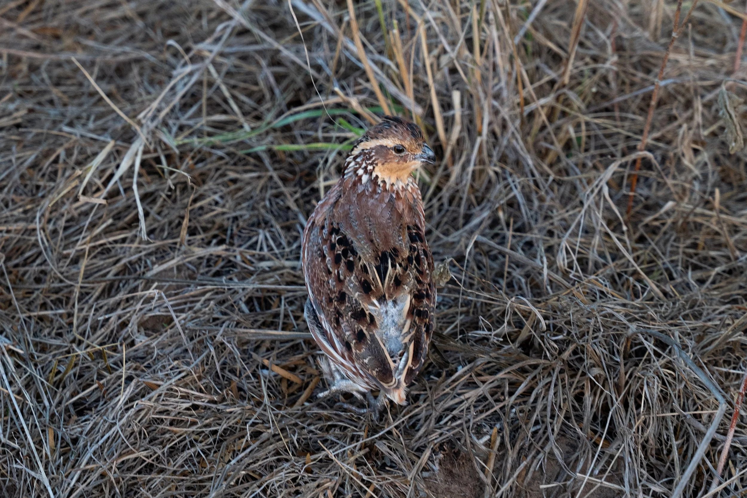 Quail