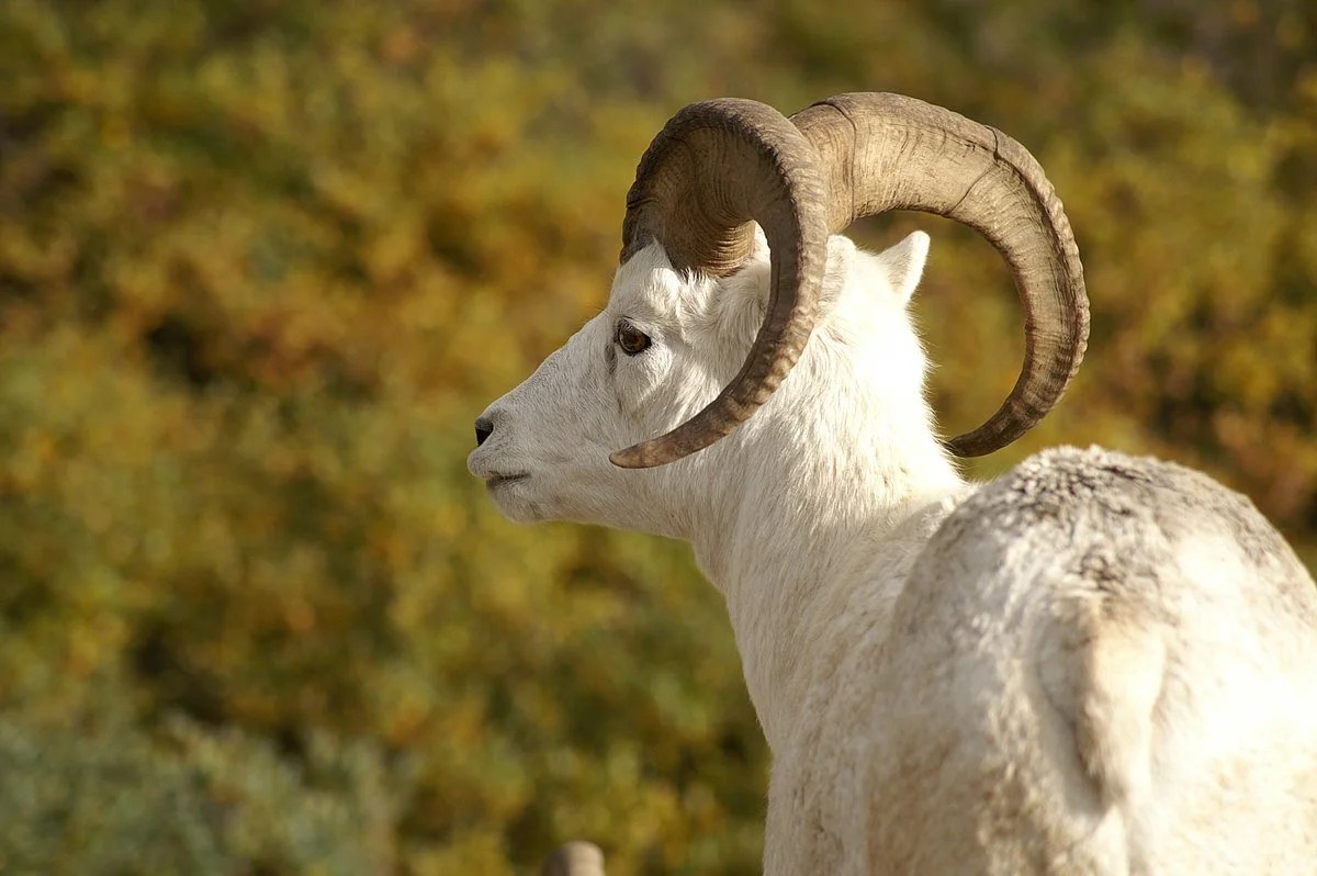 Texas Dall