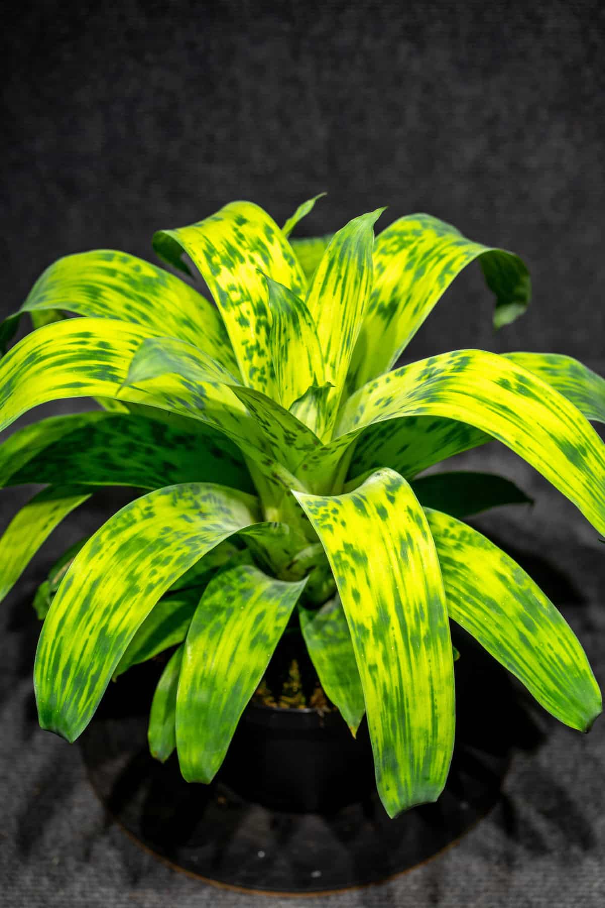 Vriesea Batik – 305 Greenery, Inc.