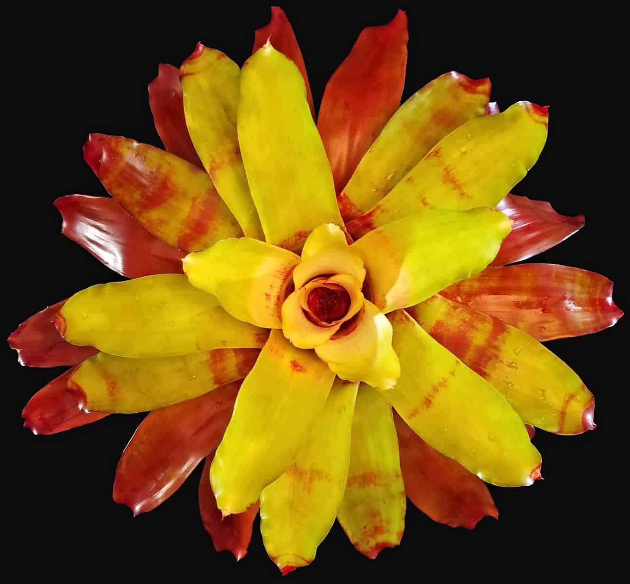 🪻Bromeliads – 305 Greenery, Inc.