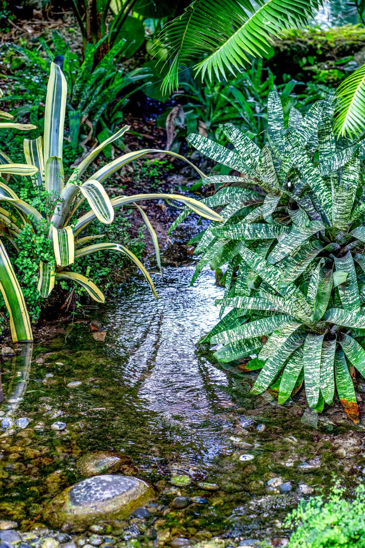 Vriesea Ospinae Gruberii Ice – 305 Greenery, Inc.