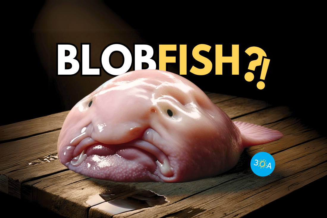 Ugliest blob fish