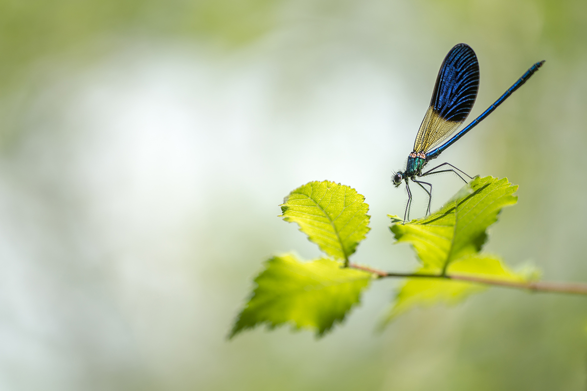 Les guides naturalistes, un atout pour les photographes
