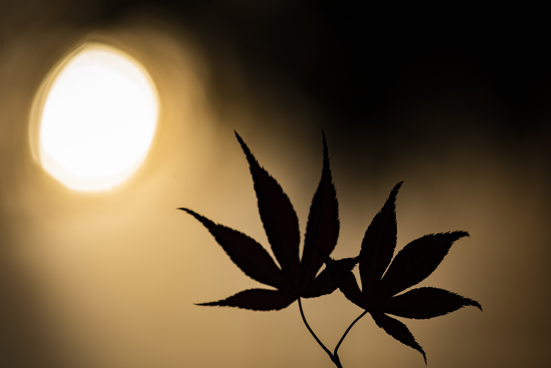 De la photo macro dans le jardin