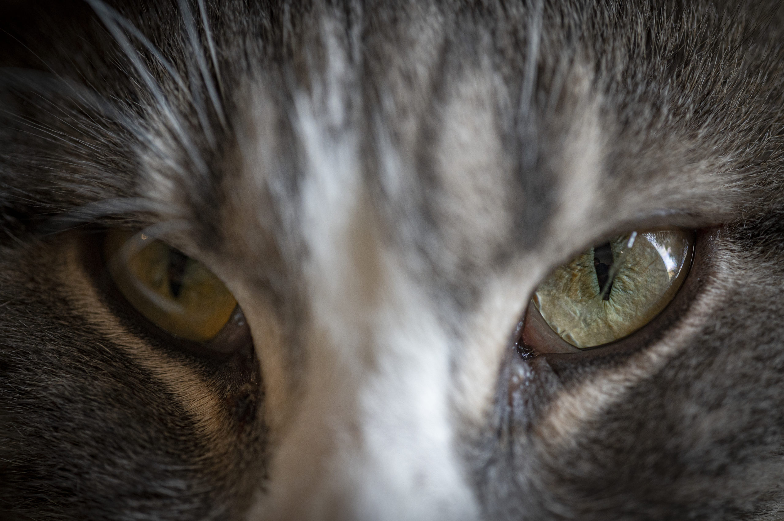 Test du Nikon Z6II (par un utilisateur du D750)