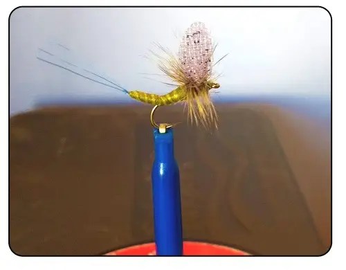 FlavilineaExtendedBody12 2