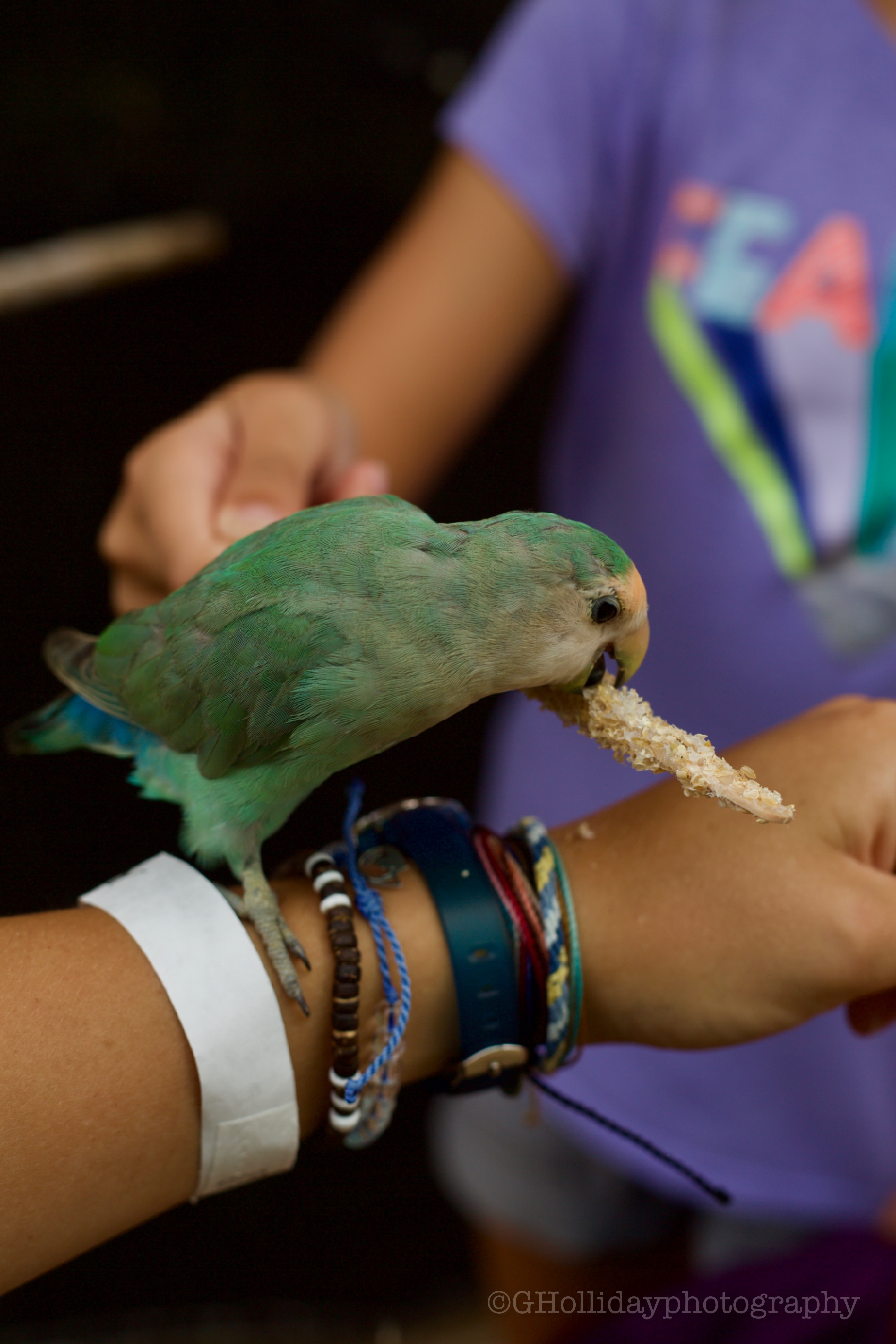bird bracelets