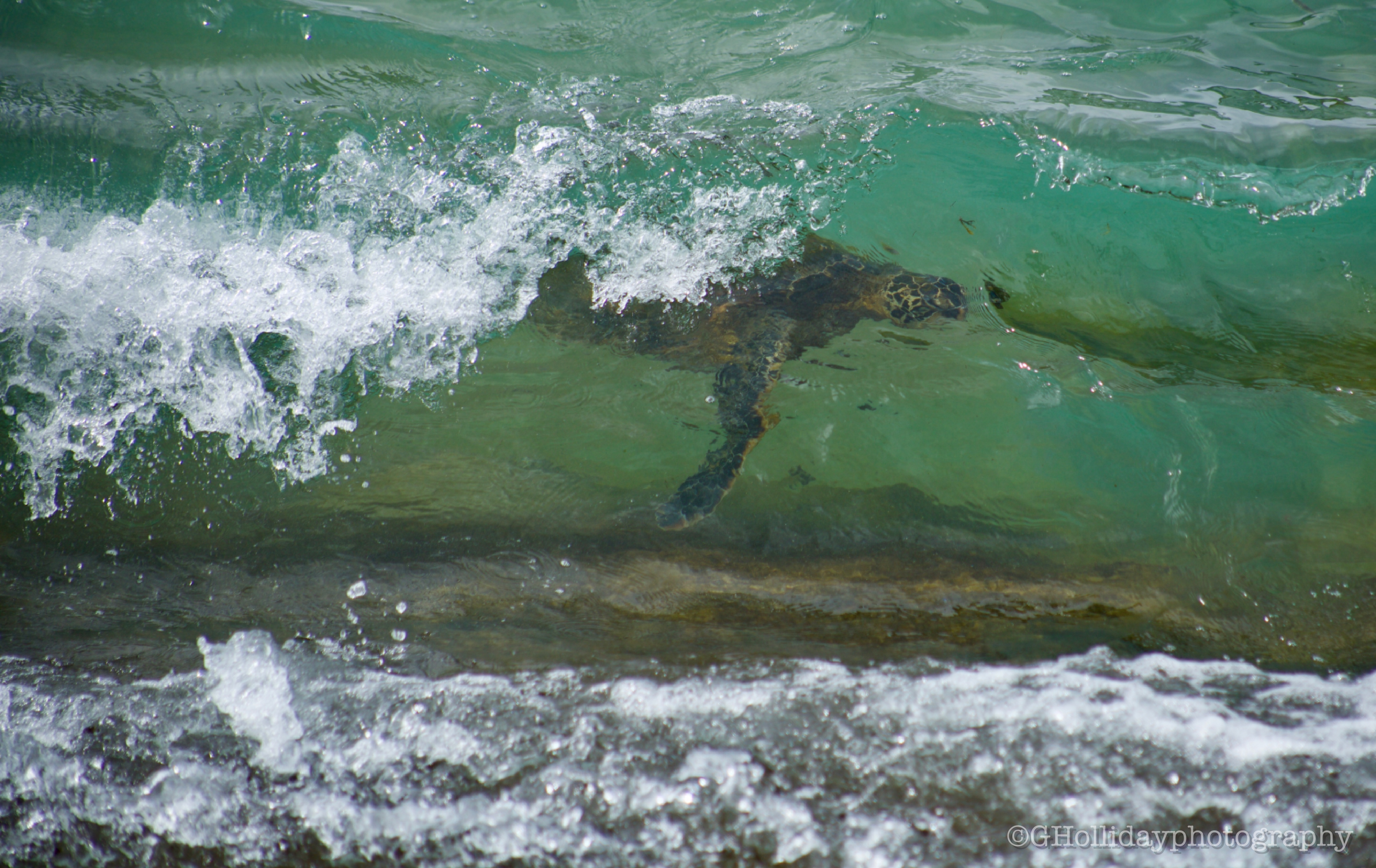 wave turtle
