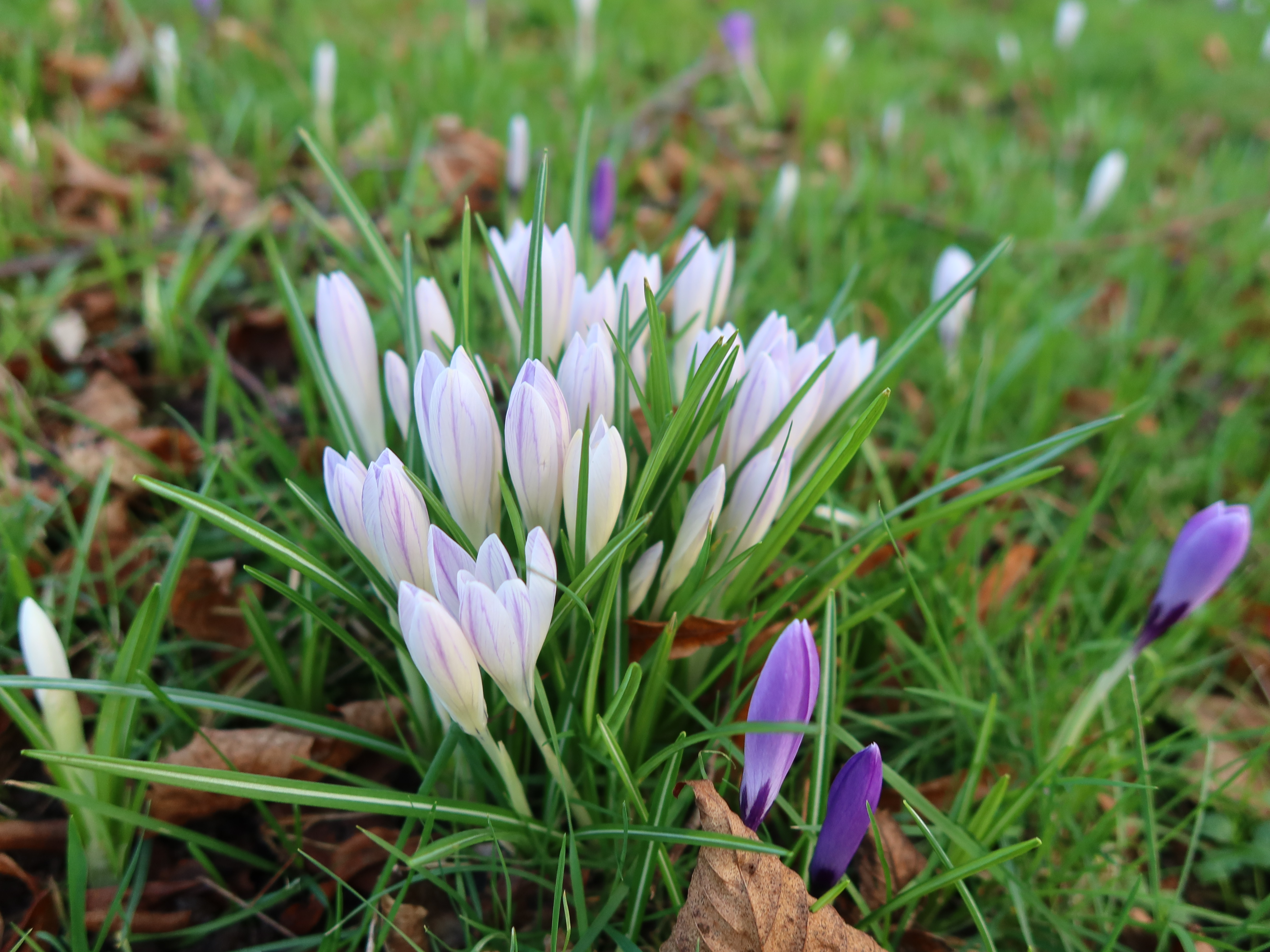 Chasetown Brownhillsbob S 365daysofbiking