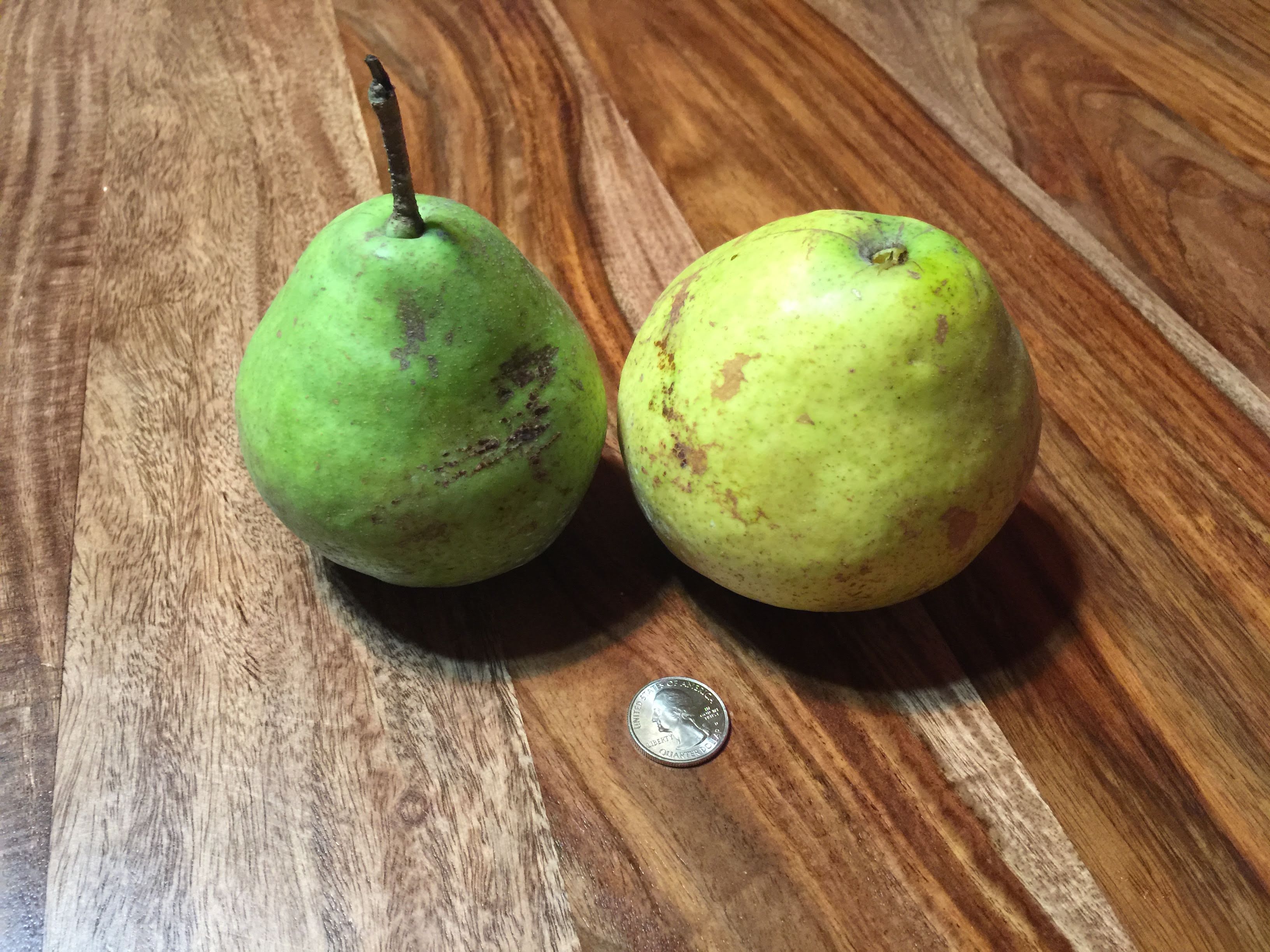 Orient – 39th Parallel Nursery & Orchard Lawrence, Kansas