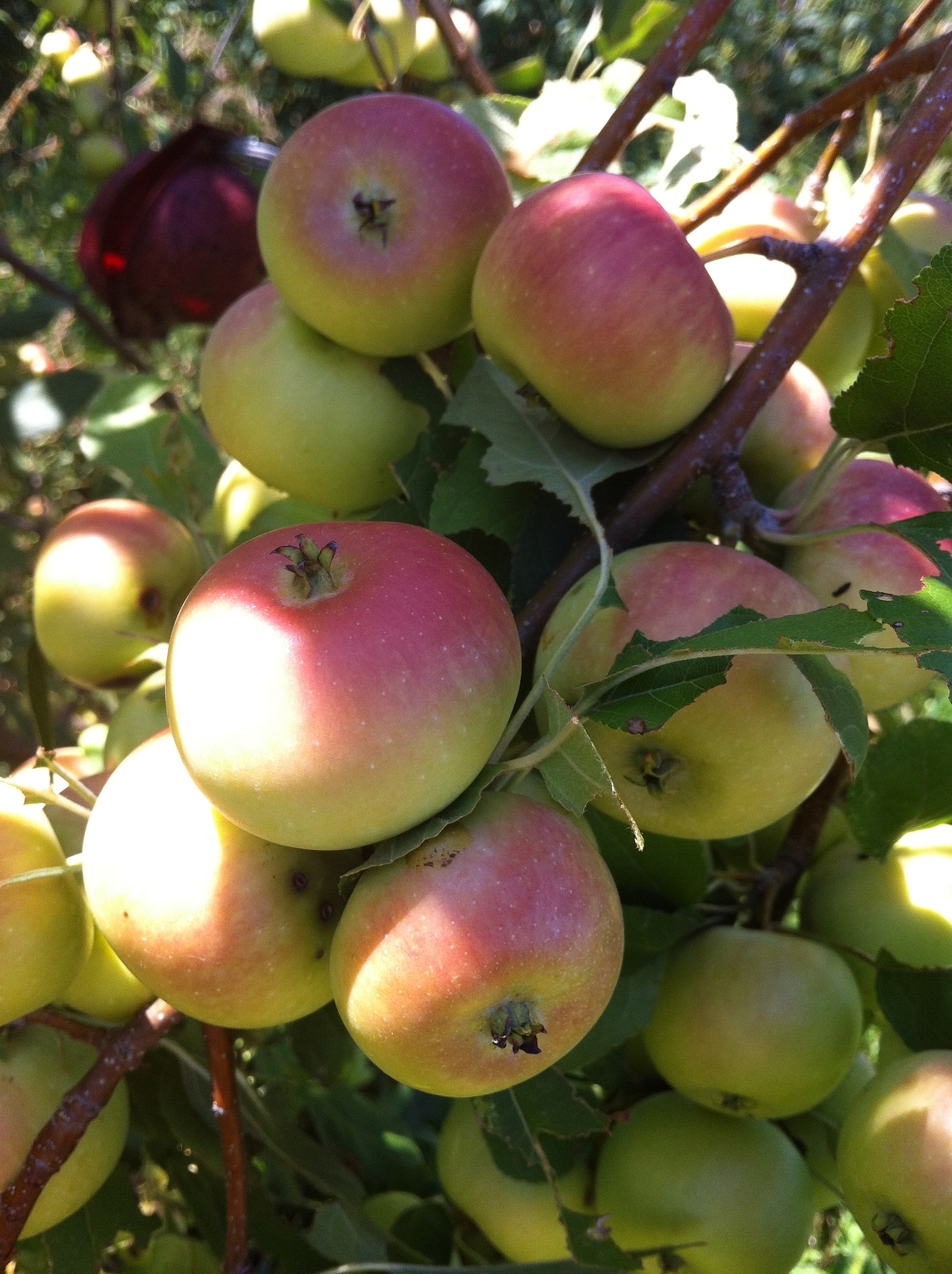Clark's Crab Apple Tree – 39th Parallel Nursery & Orchard Lawrence