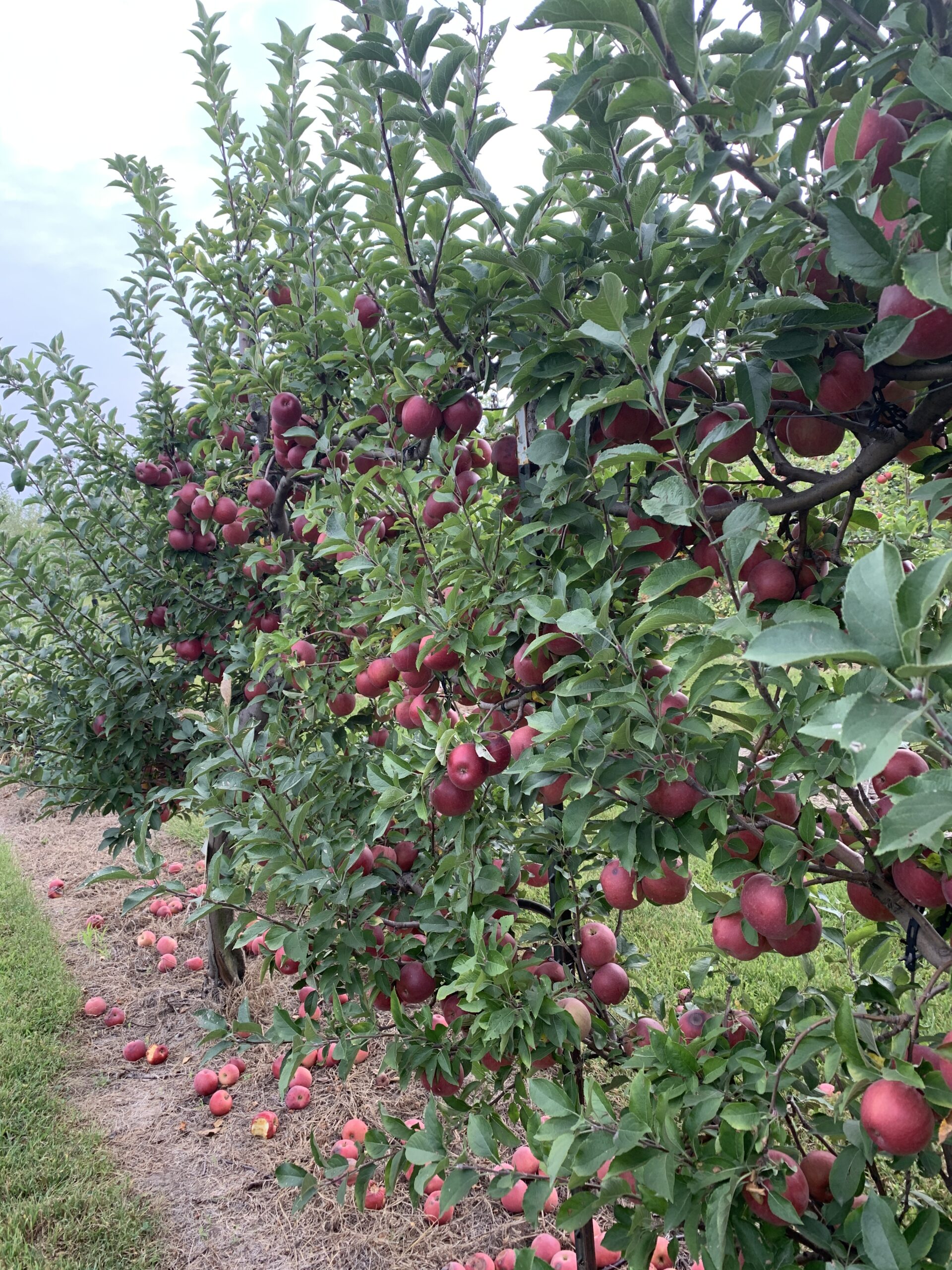 39th Parallel Nursery & Orchard Lawrence, Kansas – Fruit