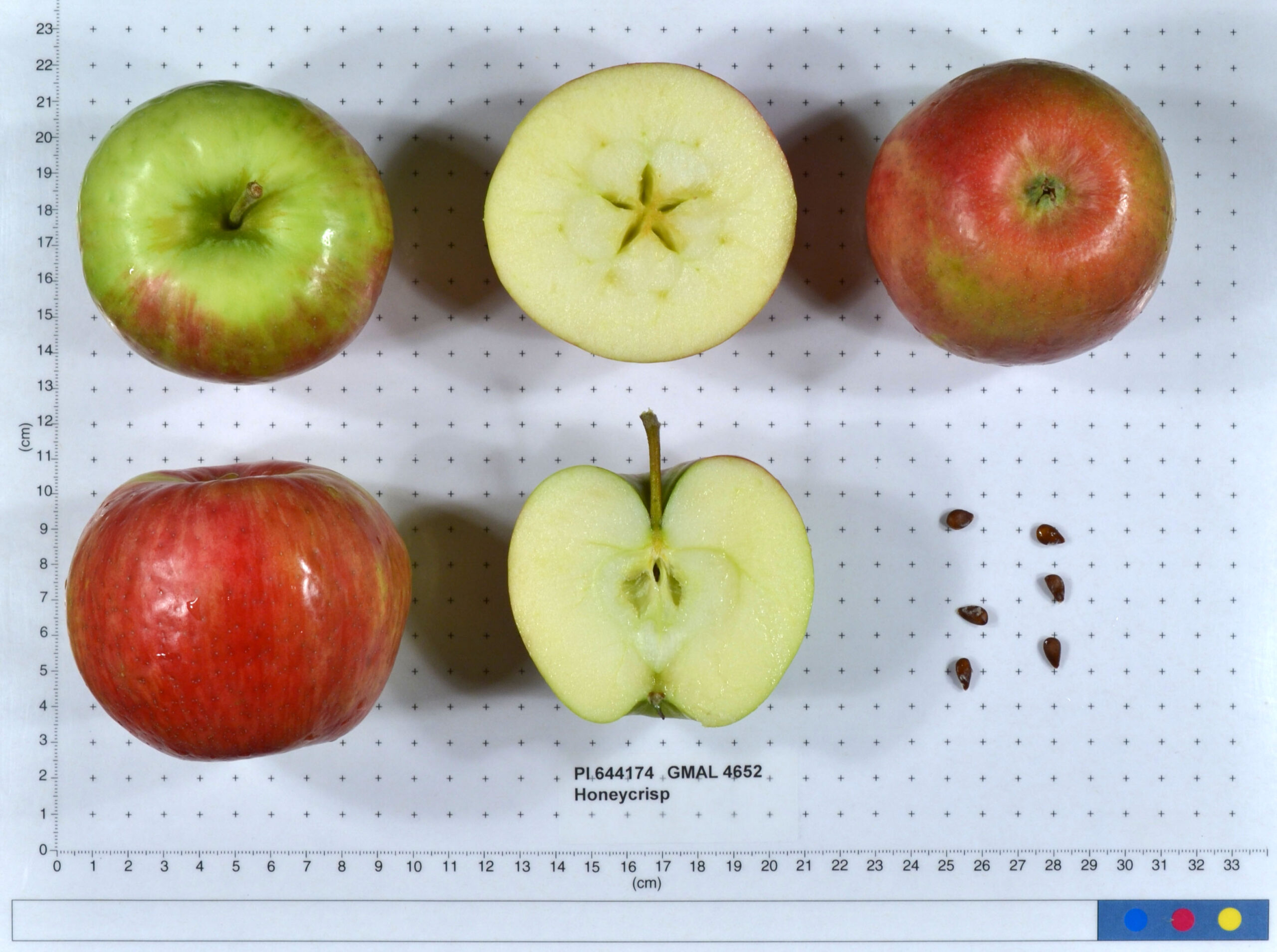 ★Apple★ Honeycrisp Apple Tree – 39th Parallel Nursery & Orchard Lawrence