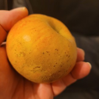 Milo Gibson Apple Tree