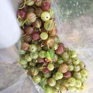 Pixwell Gooseberry 12" to 24"