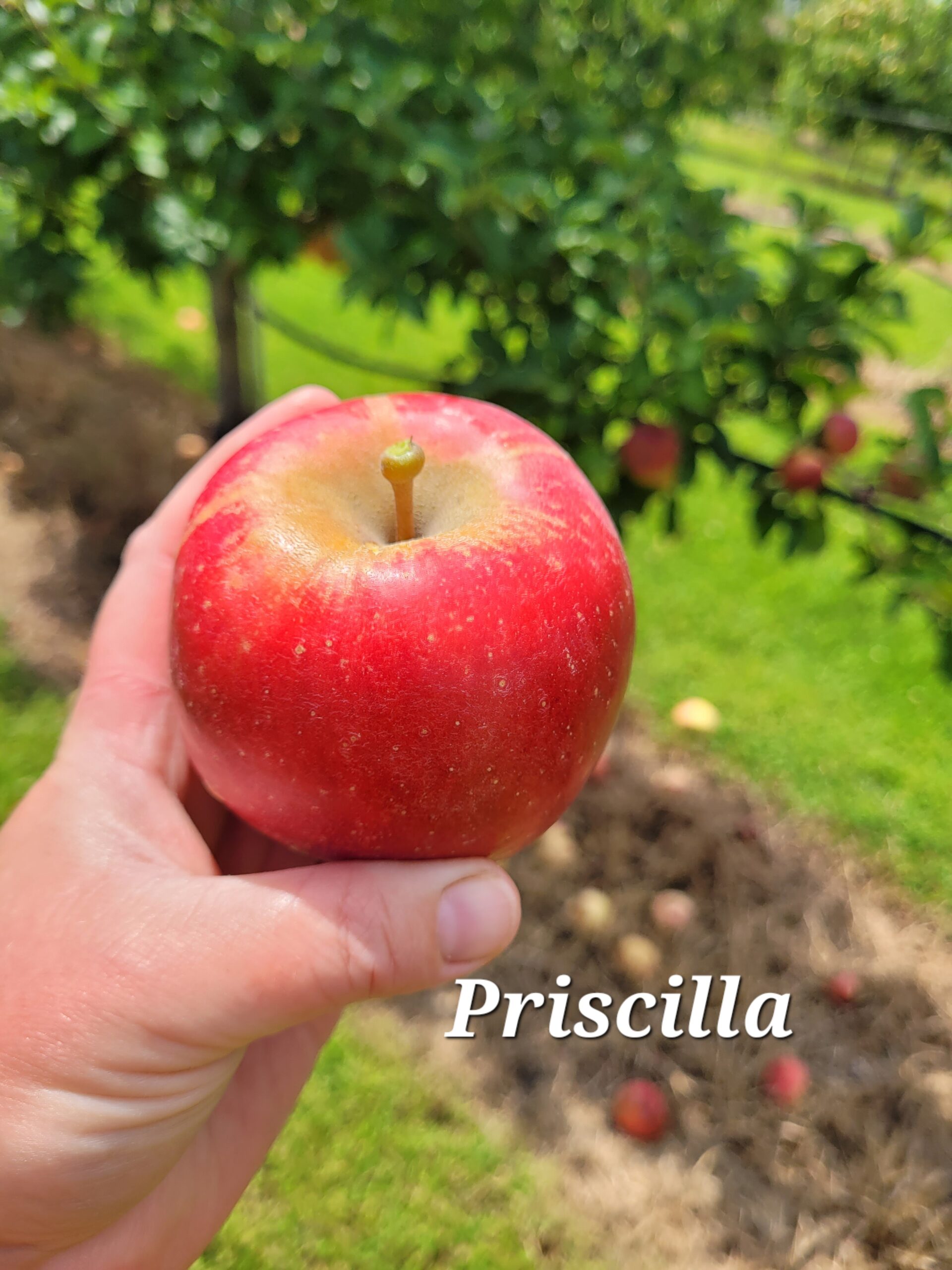 Apple 様 Priscilla Apple Tree – 39th Parallel Nursery & Orchard Lawrence