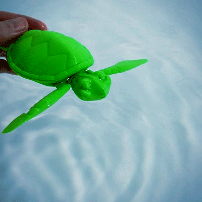 Cute Turtle