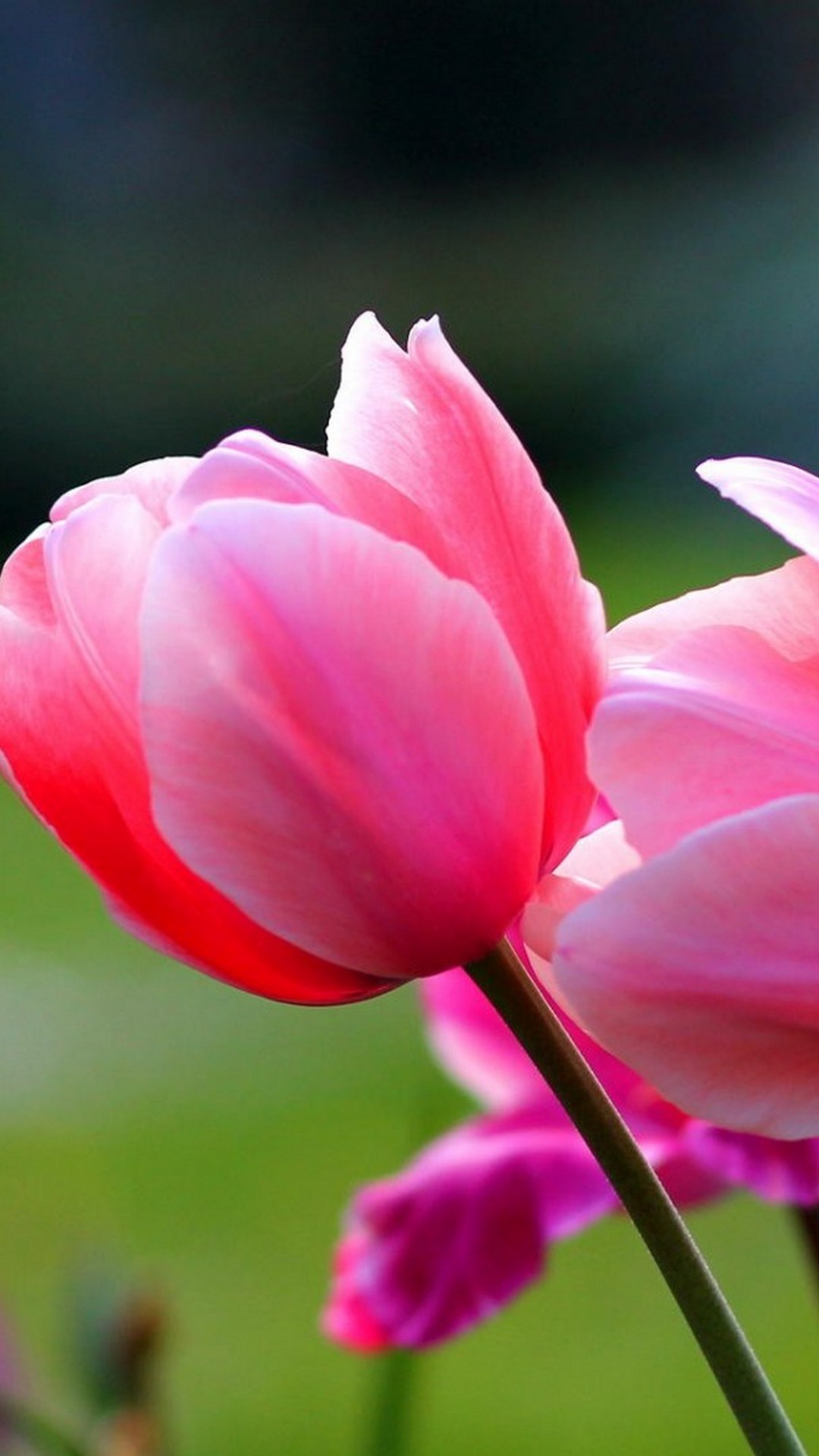 Tulips, computer, pink, photo, hd, image, mobile, free, high resolution, background, flowers, desktop, wallpaper, spring. Wallpaper Android Spring Flowers - 2021 Android Wallpapers