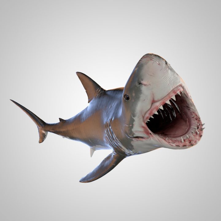 Fish boat 3d model