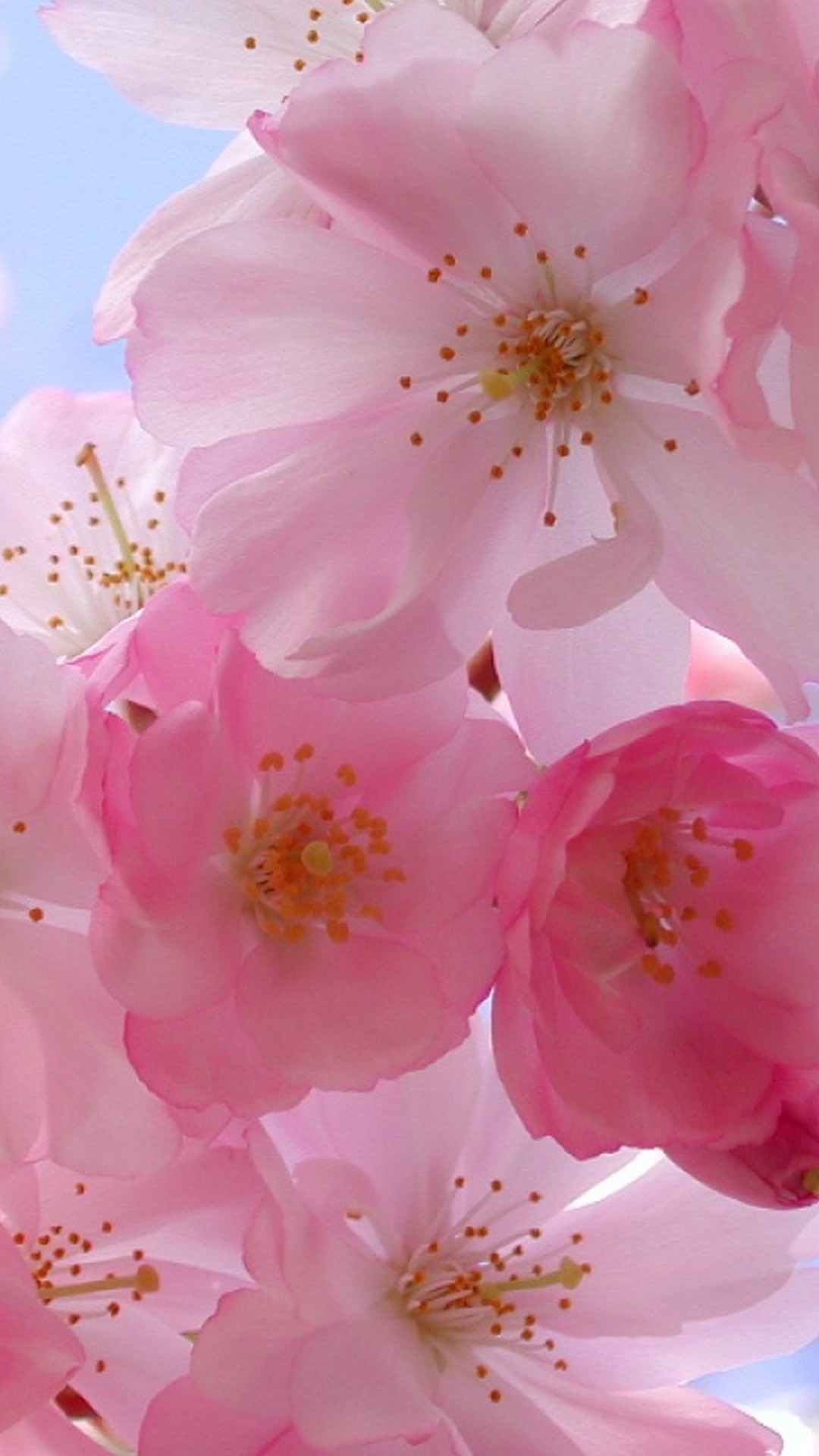 Gratuito Download immagini Wallpaper Iphone Hello Spring 2020 3d Iphone Wallpaper aggiornato da parte di