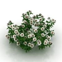 White Flowers 3d Model