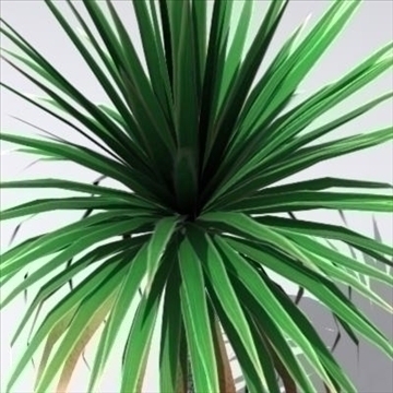 Plam Tree 3D Model (Cordyline Australis)