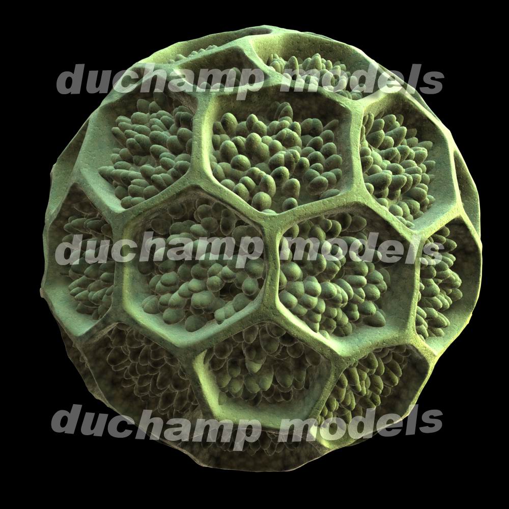 pollen_grain-3d-model-sample-20621-68813