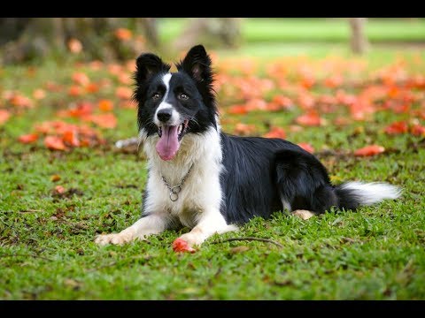 تفسير الاحلام لابن سيرين · تفسير حلم الوحام · تفسير رؤية الوحام في المنام. ÙÙØ§Ø¨ Ø¨ÙØ±Ø¯Ø± ÙÙÙÙ , Ø§ÙÙ ÙØ­Ø¨Ù ØªØ±Ø¨ÙÙ Ø§ÙÙÙØ§Ø¨ - Ø¹Ø²Ù Ù Ø«ÙÙ