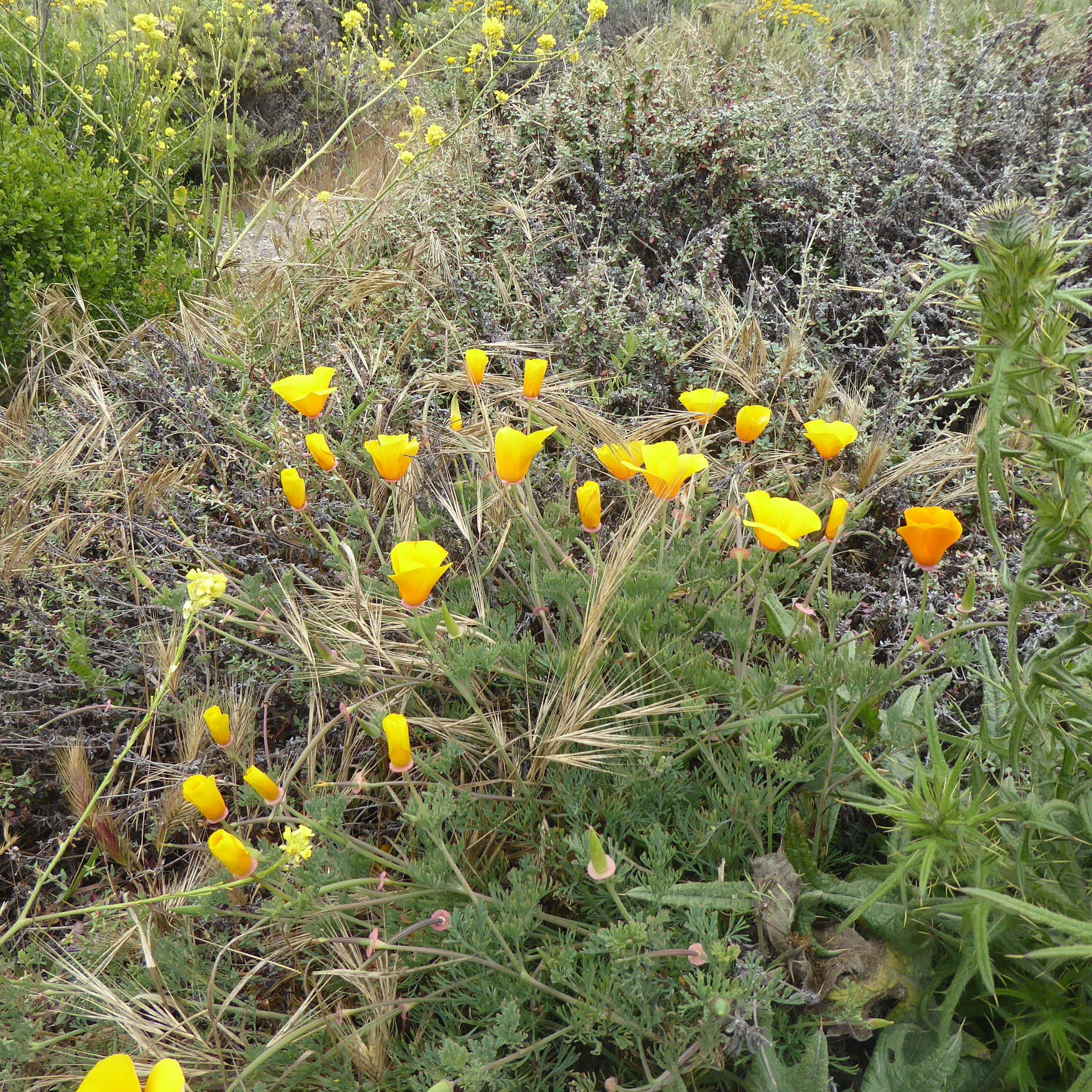 These Likely Aren't Poppies