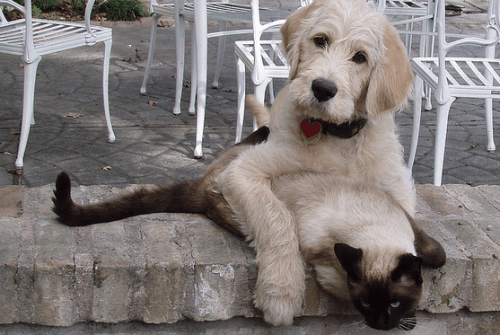 Be aware that many felines do not like to be touched on the stomach. How to Get Your Puppy to Stop Harassing Your Cat, Older