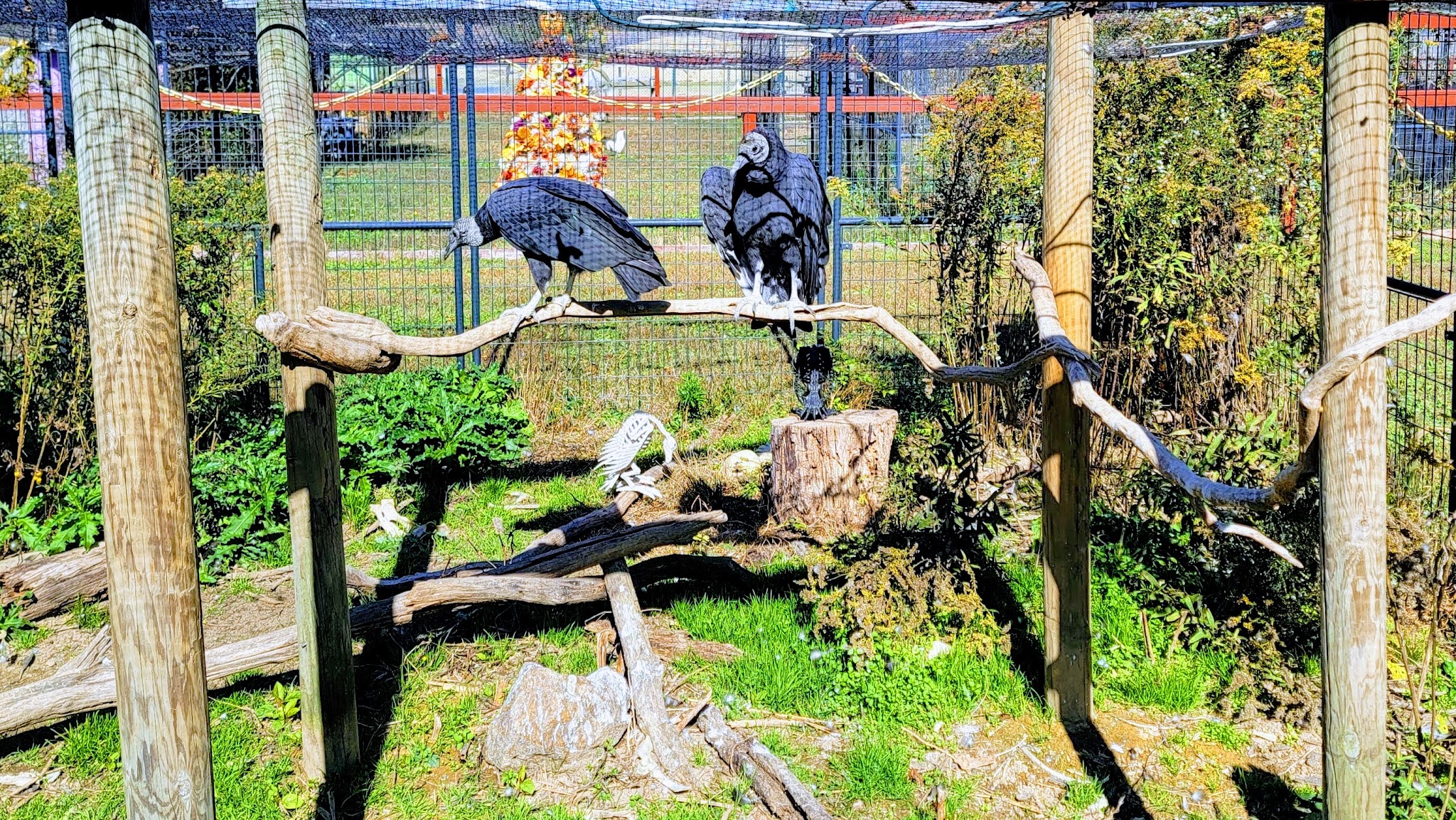 Rescued Black Vulture at 3 Palms Zoo