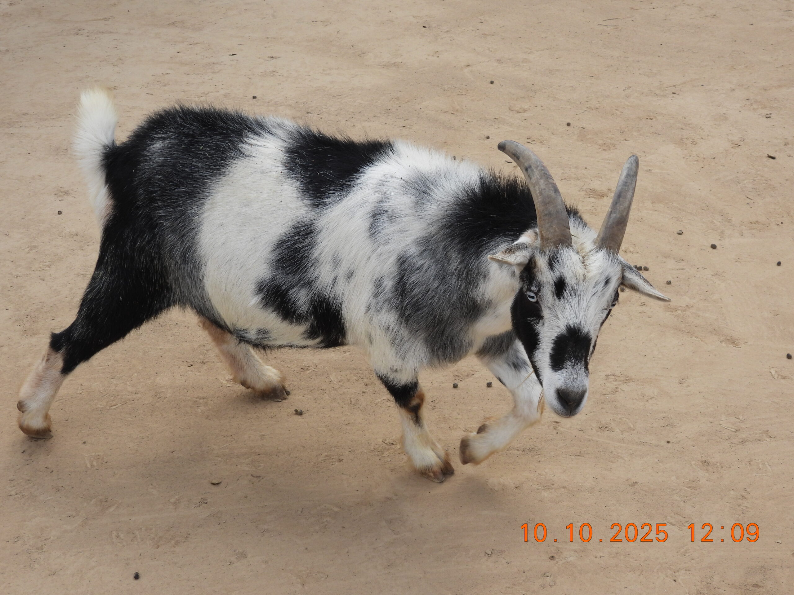 Rescued Goat Herd at 3 Palms Zoo