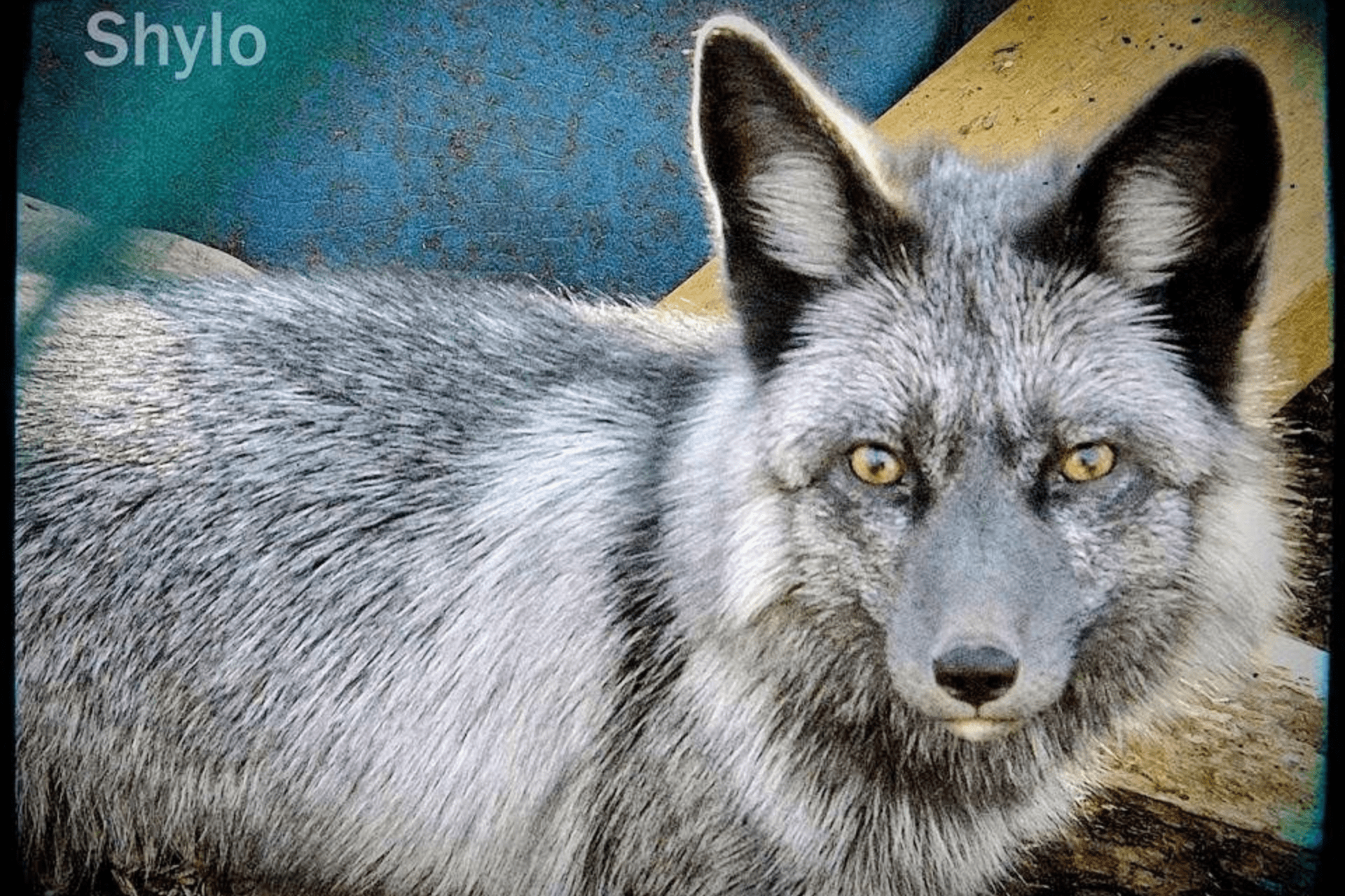 Rescued Silver Fox at 3 Palms Zoo