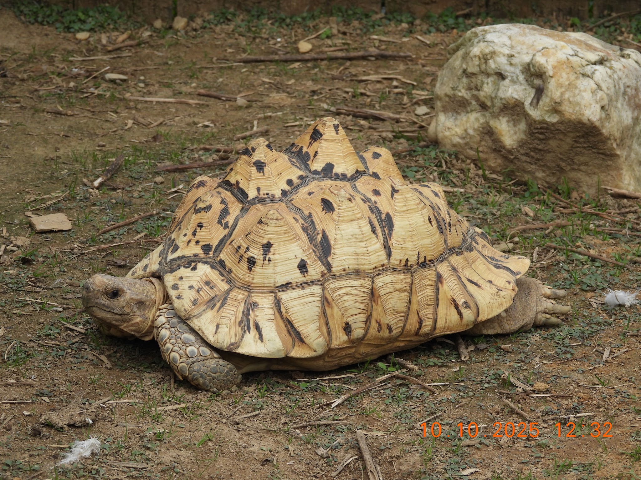 Rescued Leopard Tortoise at 3 Palms Zoo